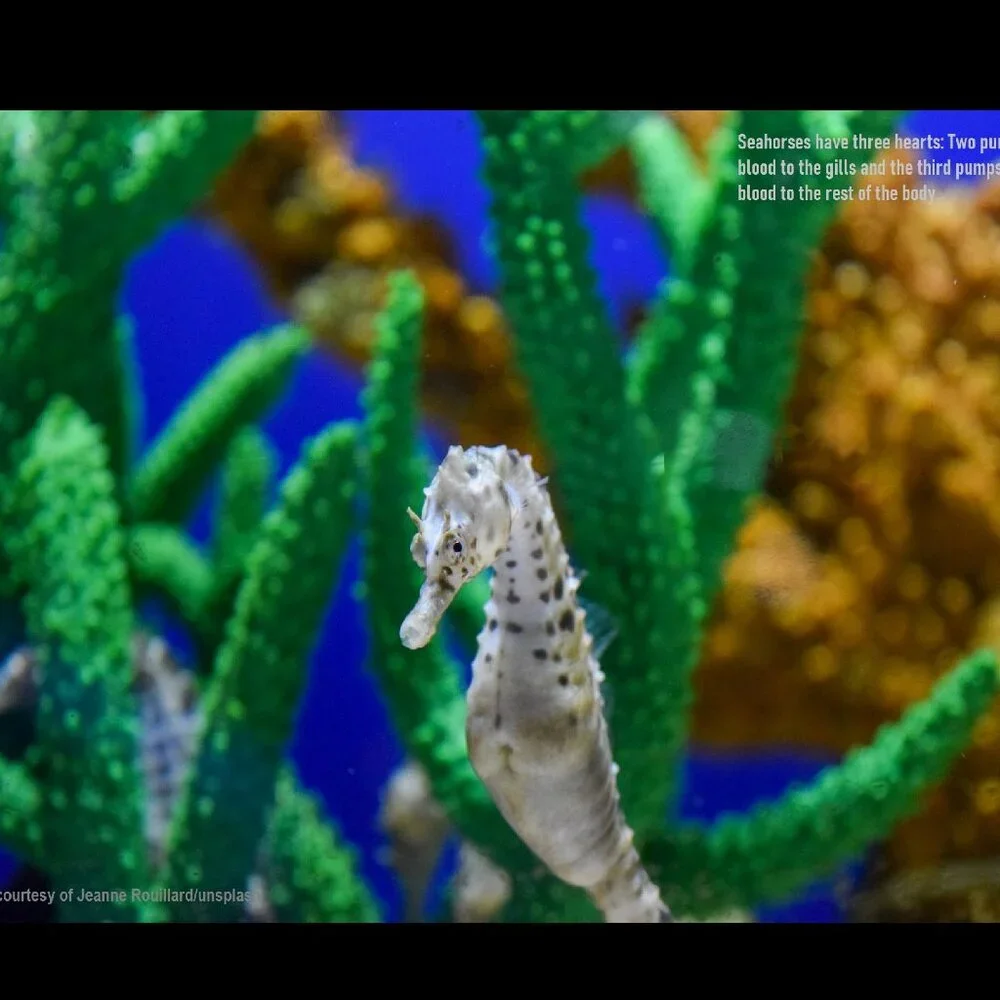 The Crafty Hobbit 2026 seahorses